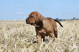 TOSA INU 198